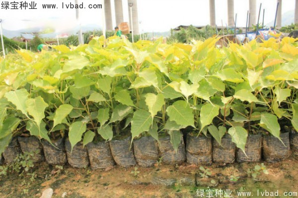 <a href='http://njszjj.com/linmuzhongzi/2237.html' target='_blank'>菩提子</a>種子