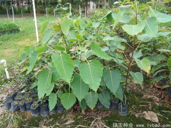 <a href='http://njszjj.com/linmuzhongzi/2237.html' target='_blank'>菩提子</a><a href='http://njszjj.com/' target='_blank'>種子</a>