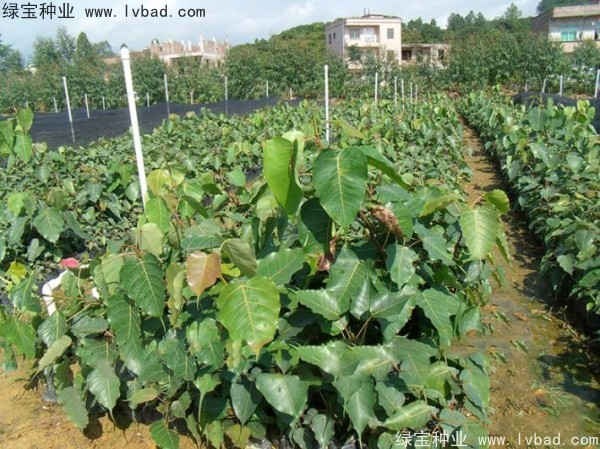 <a href='http://njszjj.com/linmuzhongzi/2237.html' target='_blank'>菩提子種子</a>