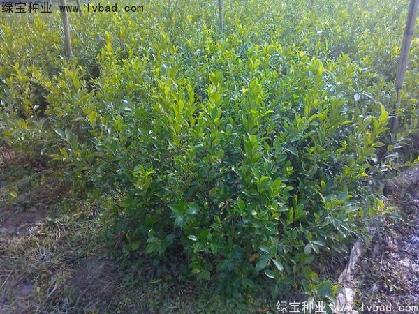 <a href='http://njszjj.com/linmuzhongzi/2239.html' target='_blank'>榕樹種子</a>