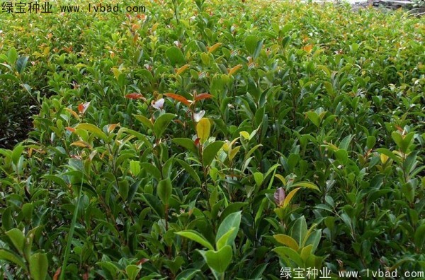 榕樹<a href='http://njszjj.com/' target='_blank'>種子</a>