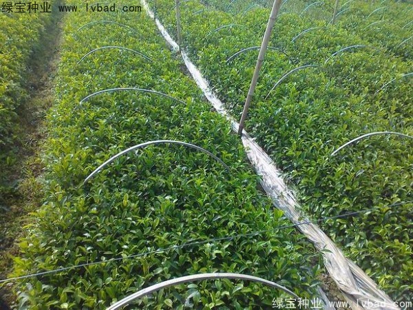 <a href='http://njszjj.com/linmuzhongzi/2239.html' target='_blank'>榕樹</a><a href='http://njszjj.com/' target='_blank'>種子</a>