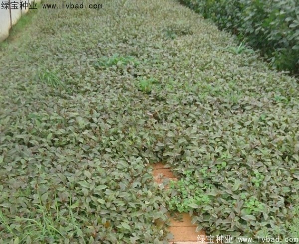 <a href='http://njszjj.com/linmuzhongzi/2239.html' target='_blank'>榕樹</a><a href='http://njszjj.com/' target='_blank'>種子</a>