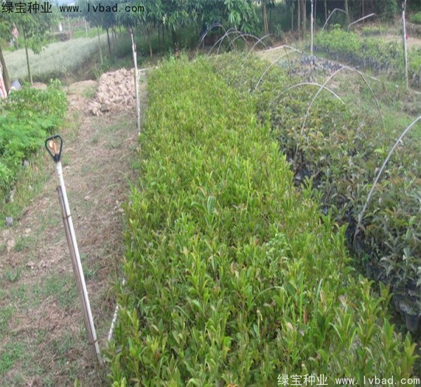 <a href='http://njszjj.com/linmuzhongzi/2239.html' target='_blank'>榕樹種子</a>