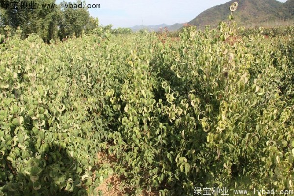 <a href='http://njszjj.com/linmuzhongzi/2240.html' target='_blank'>四照花種子</a>