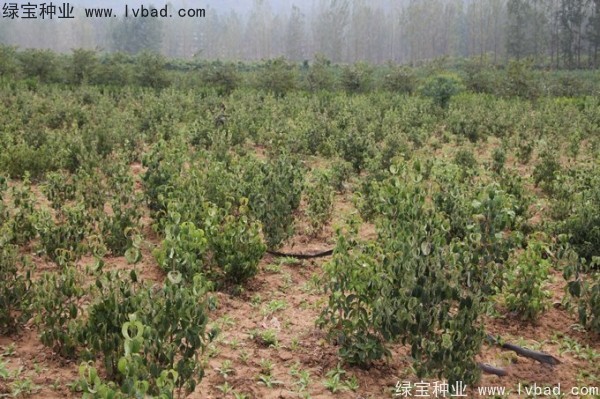四照花<a href='http://njszjj.com/' target='_blank'>種子</a>