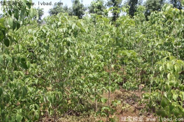 <a href='http://njszjj.com/linmuzhongzi/2240.html' target='_blank'>四照花種子</a>