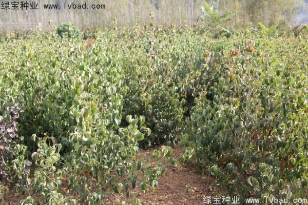 <a href='http://njszjj.com/linmuzhongzi/2240.html' target='_blank'>四照花種子</a>