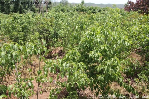 四照花<a href='http://njszjj.com/' target='_blank'>種子</a>