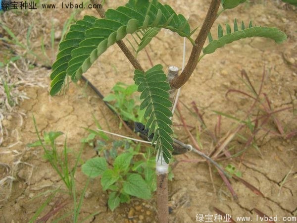 <a href='http://njszjj.com/linmuzhongzi/2241.html' target='_blank'>酸角種子</a>