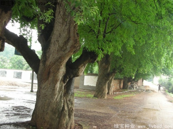 酸角<a href='http://njszjj.com/' target='_blank'>種子</a>