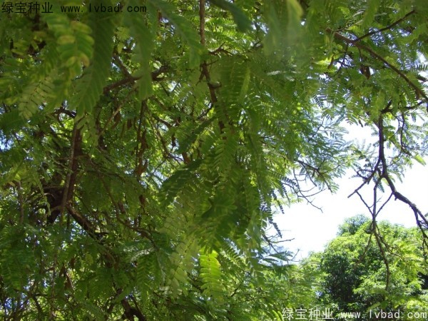 <a href='http://njszjj.com/linmuzhongzi/2241.html' target='_blank'>酸角種子</a>