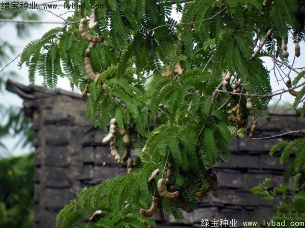 酸角<a href='http://njszjj.com/' target='_blank'>種子</a>