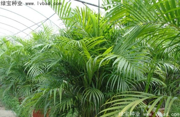 <a href='http://njszjj.com/linmuzhongzi/2242.html' target='_blank'>散尾葵種子</a>