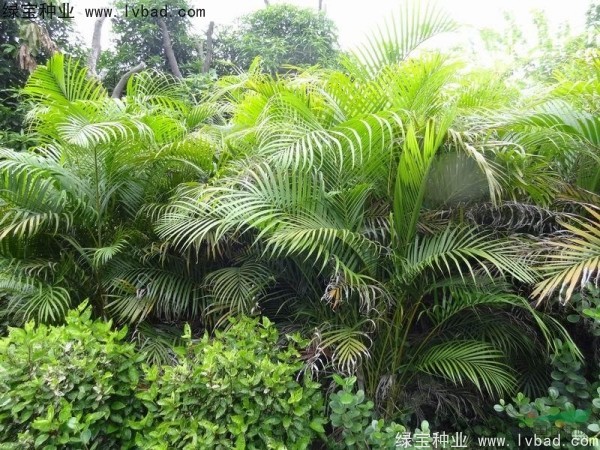 散尾葵<a href='http://njszjj.com/' target='_blank'>種子</a>