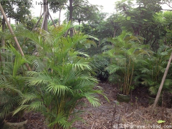 <a href='http://njszjj.com/linmuzhongzi/2242.html' target='_blank'>散尾葵</a><a href='http://njszjj.com/' target='_blank'>種子</a>