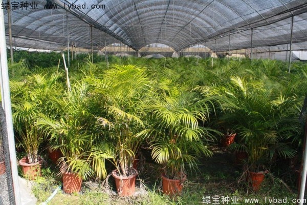 <a href='http://njszjj.com/linmuzhongzi/2242.html' target='_blank'>散尾葵種子</a>