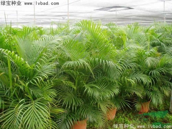<a href='http://njszjj.com/linmuzhongzi/2242.html' target='_blank'>散尾葵種子</a>