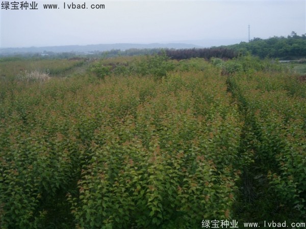 <a href='http://njszjj.com/linmuzhongzi/2243.html' target='_blank'>山梅花種子</a>