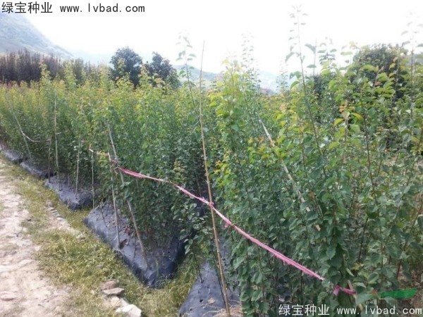 <a href='http://njszjj.com/linmuzhongzi/2243.html' target='_blank'>山梅花種子</a>