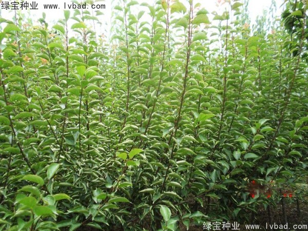 <a href='http://njszjj.com/linmuzhongzi/2243.html' target='_blank'>山梅花種子</a>