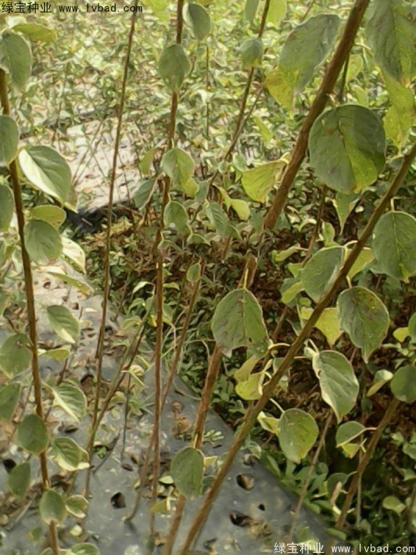 <a href='http://njszjj.com/linmuzhongzi/2243.html' target='_blank'>山梅花</a><a href='http://njszjj.com/' target='_blank'>種子</a>