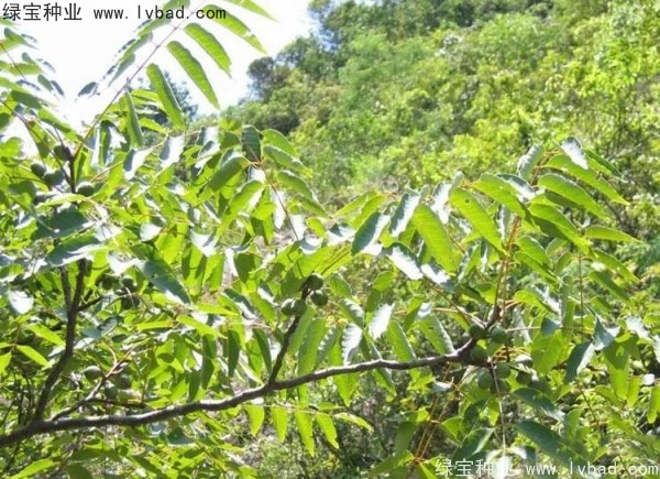 五眼果<a href='http://njszjj.com/' target='_blank'>種子</a>