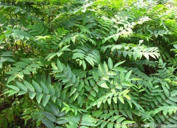 <a href='http://njszjj.com/linmuzhongzi/2244.html' target='_blank'>五眼果種子</a>