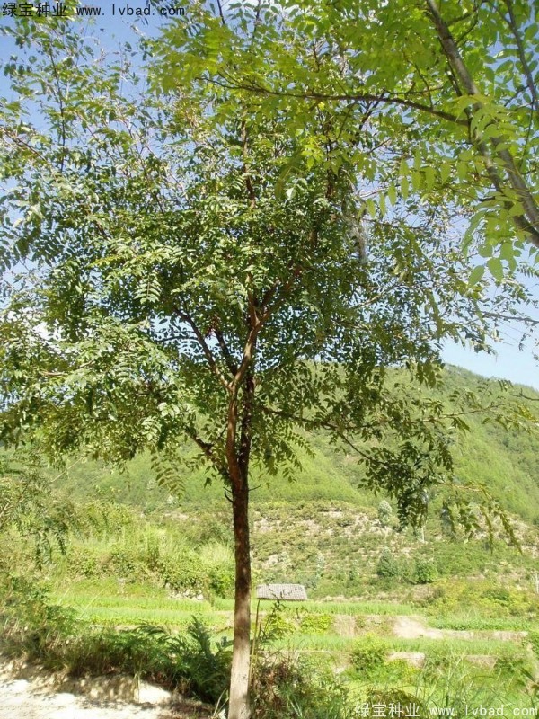 <a href='http://njszjj.com/linmuzhongzi/2244.html' target='_blank'>五眼果種子</a>