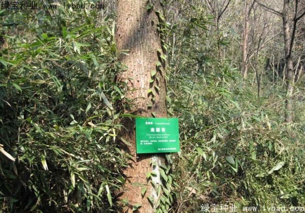 <a href='http://njszjj.com/linmuzhongzi/2244.html' target='_blank'>五眼果</a><a href='http://njszjj.com/' target='_blank'>種子</a>