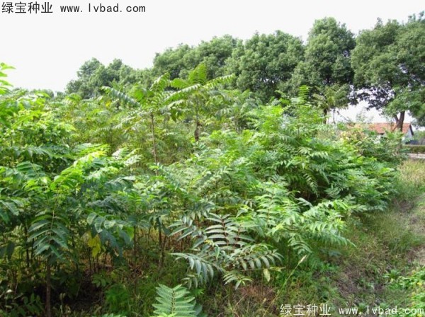 <a href='http://njszjj.com/linmuzhongzi/2244.html' target='_blank'>五眼果</a><a href='http://njszjj.com/' target='_blank'>種子</a>