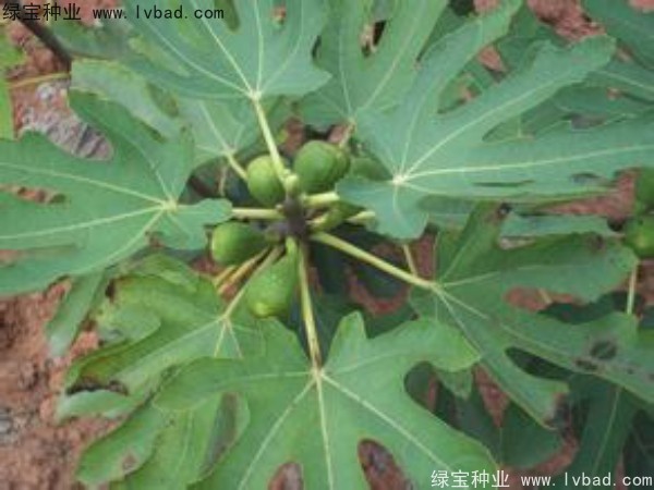 <a href='http://njszjj.com/linmuzhongzi/2245.html' target='_blank'>無花果種子</a>