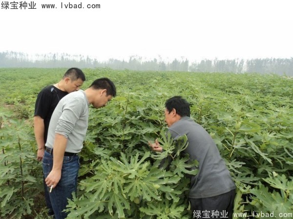 <a href='http://njszjj.com/linmuzhongzi/2245.html' target='_blank'>無花果種子</a>