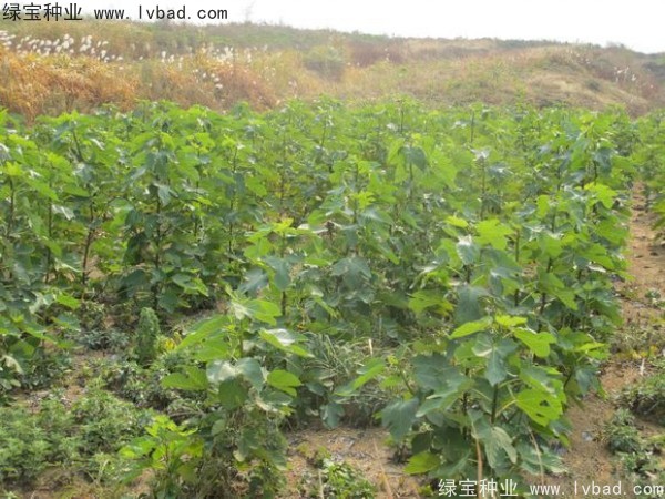 無花果<a href='http://njszjj.com/' target='_blank'>種子</a>