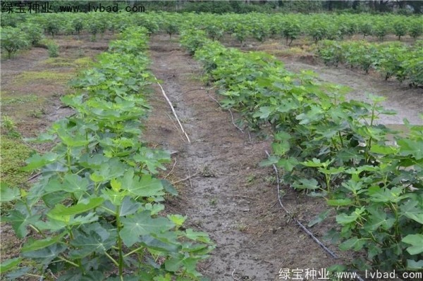 無花果<a href='http://njszjj.com/' target='_blank'>種子</a>