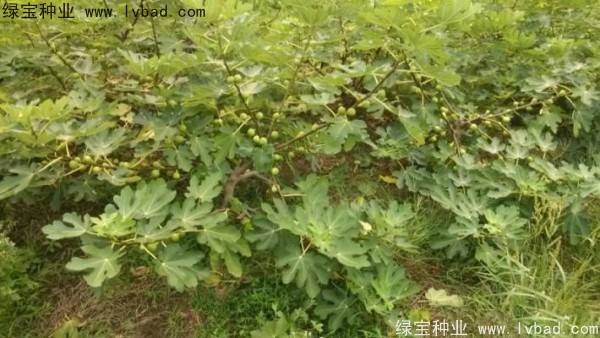 無花果<a href='http://njszjj.com/' target='_blank'>種子</a>