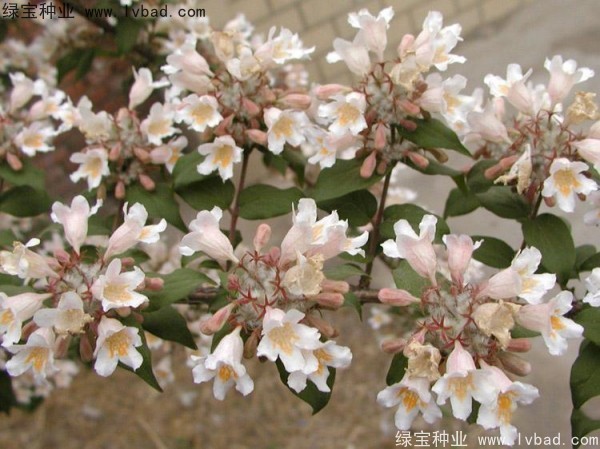 猬實<a href='http://njszjj.com/' target='_blank'>種子</a>