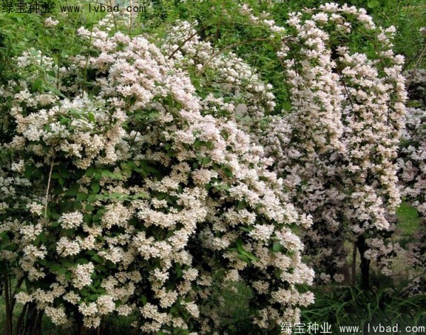 <a href='http://njszjj.com/linmuzhongzi/2246.html' target='_blank'>猬實</a><a href='http://njszjj.com/' target='_blank'>種子</a>