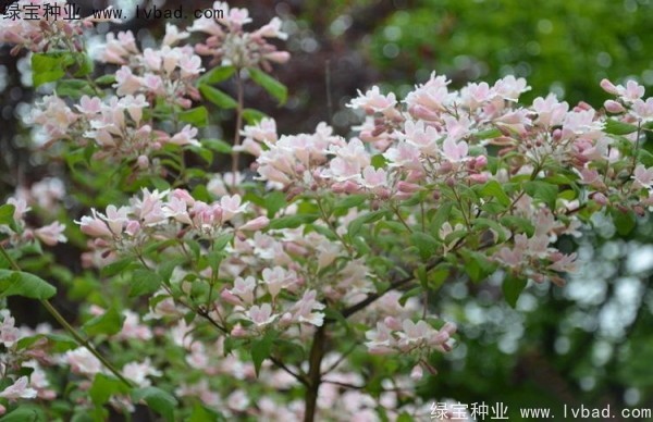 <a href='http://njszjj.com/linmuzhongzi/2246.html' target='_blank'>猬實種子</a>