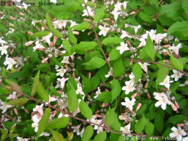 <a href='http://njszjj.com/linmuzhongzi/2246.html' target='_blank'>猬實種子</a>