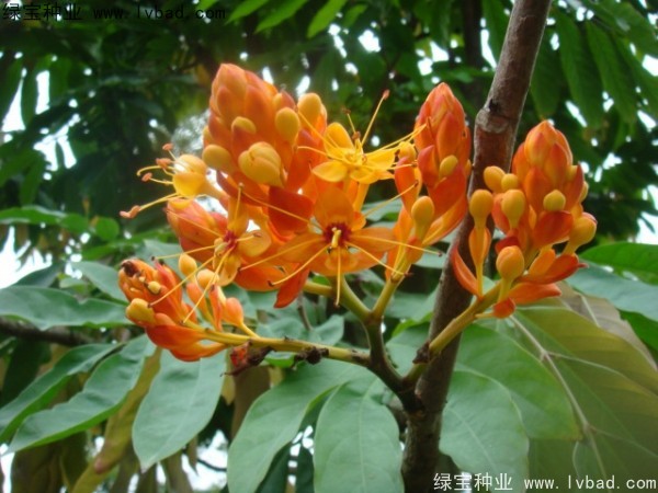 <a href='http://njszjj.com/linmuzhongzi/2247.html' target='_blank'>無憂樹</a><a href='http://njszjj.com/' target='_blank'>種子</a>