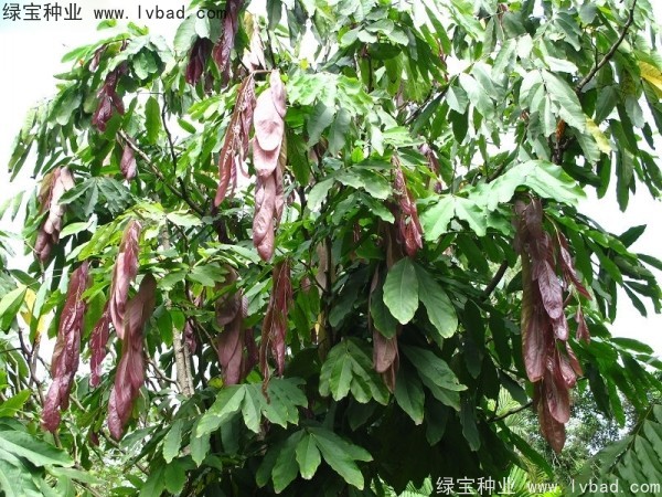 <a href='http://njszjj.com/linmuzhongzi/2247.html' target='_blank'>無憂樹種子</a>