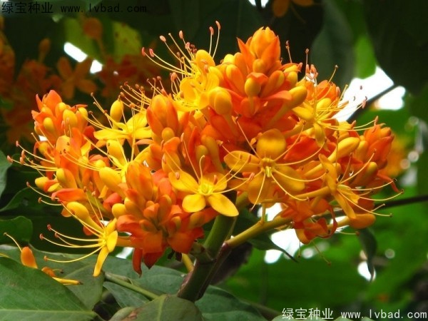 <a href='http://njszjj.com/linmuzhongzi/2247.html' target='_blank'>無憂樹種子</a>