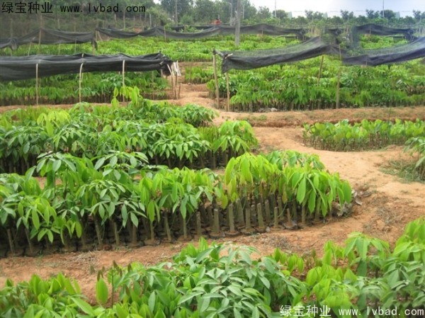 <a href='http://njszjj.com/linmuzhongzi/2248.html' target='_blank'>橡膠樹種子</a>