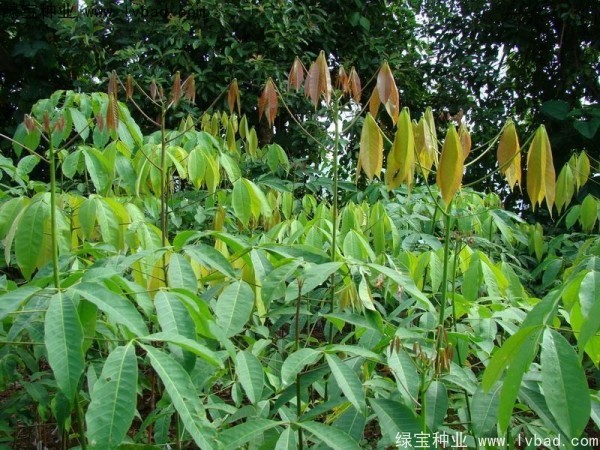 <a href='http://njszjj.com/linmuzhongzi/2248.html' target='_blank'>橡膠樹種子</a>