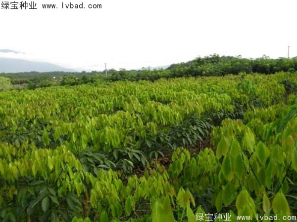 橡膠樹<a href='http://njszjj.com/' target='_blank'>種子</a>