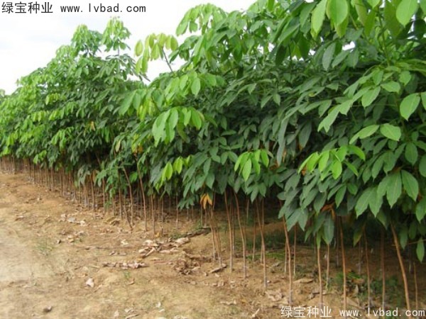 <a href='http://njszjj.com/linmuzhongzi/2248.html' target='_blank'>橡膠樹種子</a>