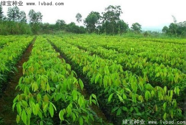 橡膠樹<a href='http://njszjj.com/' target='_blank'>種子</a>