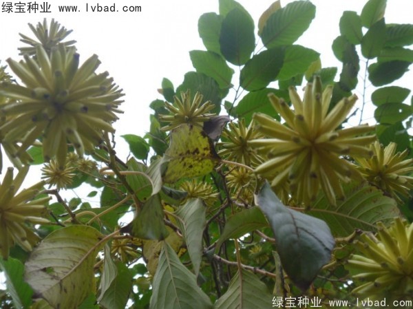 <a href='http://njszjj.com/linmuzhongzi/2250.html' target='_blank'>喜樹(shù)種子</a>