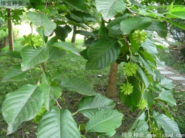 喜樹(shù)<a href='http://njszjj.com/' target='_blank'>種子</a>